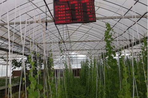 江西省上饒市鄱陽(yáng)草藥種植基地