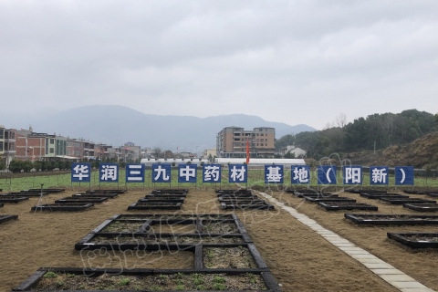 湖北陽新野菊花基地